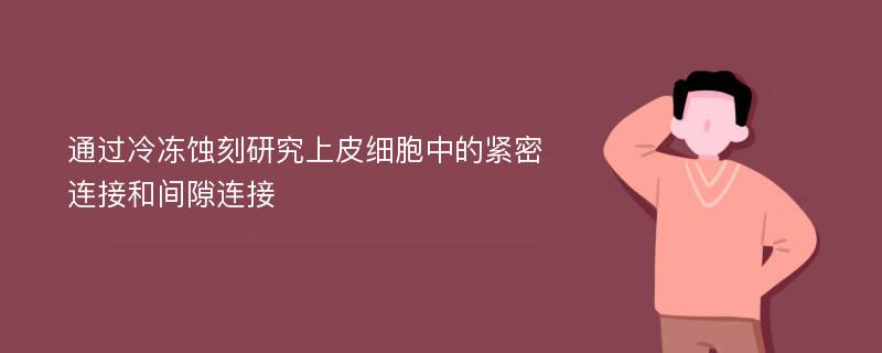 通过冷冻蚀刻研究上皮细胞中的紧密连接和间隙连接